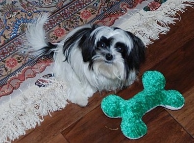 A long coat black and white Mi-Ki is sitting on a tan oriental rug looking up with a green plush bone in front of it that is on a hardwood floor. The toy is almost as big as the dog.