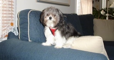 A black and white with grey long coat Mi-ki is sitting on the arm of a blue couch and a white pillow in a living room.