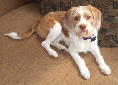 A scruffy looking, tan with white Beagle/Saint Bernard/Bassett Hound/Shih-Tzu mix puppy is laying on a tan couch and behind it is a brown and green pillow. It is looking up.