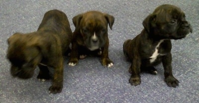 Boston Terrier Adoption on Louie  Far Right  A Boxer   Boston Terrier Hybrid Puppy With His