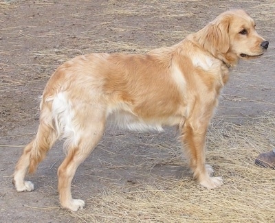 golden retriever dog. Miniature Golden Retriever