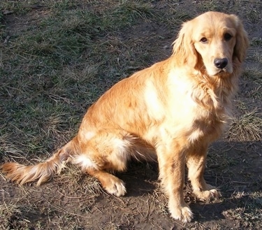 A Miniature Golden Retriever is sitting in dirt and mud and looking forward.