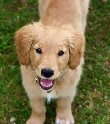 View from the top looking down - A Miniature Golden Retriever is standing in grass and it is looking up. Its mouth is open and it looks like it is smiling.