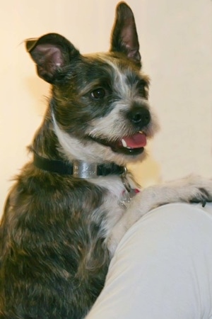 Side view upper body shot - A brown brindle grey with white Miniboz dog is standing jumped up against the back of a white chair and looking over it. Its mouth is open and its tongue is out.