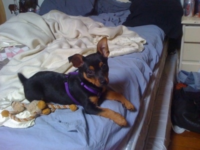 She's a Min Pin/Jack Russell mix puppy, 