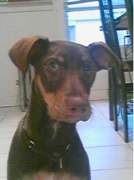 Close up upper body shot - A short-haired, rose-eared  black and tan mixed breed dog is sitting on a tiled floor and next to it is a table.