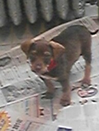 A small, short-coated, rose eared, black and tan mixed breed dog is standing on newspapers next to a radiator.