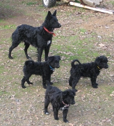 An adult black with white Mudi and a litter of 3 puppies are standing in grass and looking to the right.
