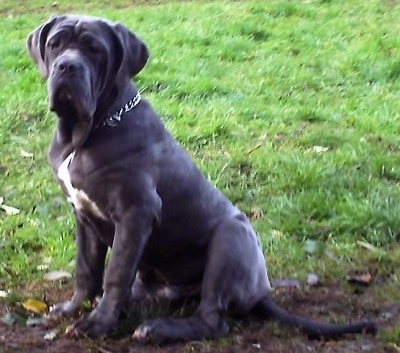 Mastiff Puppies on Neapolitan Mastiff Information And Pictures  Neapolitan Mastiffs