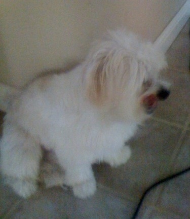 View from the top looking down - A longhaired, white with tan Nortese dog sitting on a tan tiled floor licking its chops.