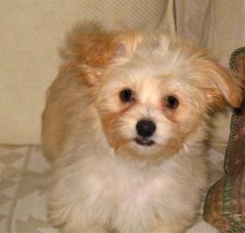 A fluffy white with tan Nortese puppy is standing on a tan couch looking forward.