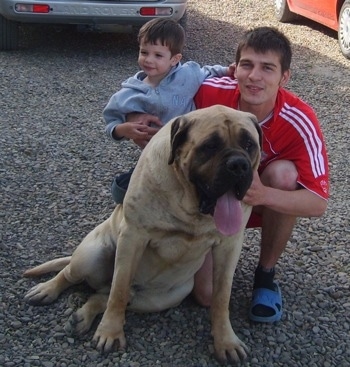 A large droopy-looking tan with black English Mastiff is sitting in gravel and there is a person in a red shirt holding a child in a gray shirt kneeling behind it. The Mastiffs mouth is open and tongue is out. There is a gray Land Rover and a red car parked behind them.