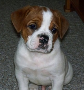 Front view - A white with red Olde English Bulldogge puppy is sitting on a carpet and it is looking forward. Its head is slightly tilted to the right.