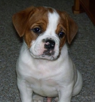 English Bulldog Puppies on Olde English Bulldog Pictures  4