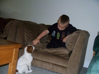 A boy is sitting on a brown couch and it has its hand over the head of a white with red Olde English Bulldogge puppy who is sitting on the floor and looking up at the boy.