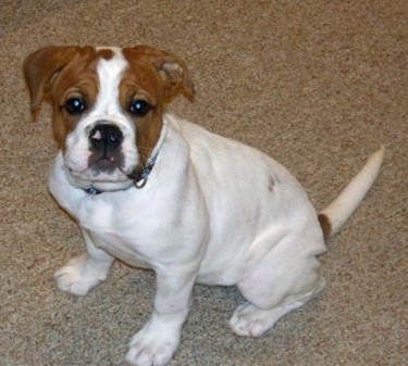 View from the top looking down at the dog - A white with red Olde English Bulldogge is sitting on a tan carpet looking up at the person taking the picture. It has a little bit of pink on its black nose.