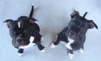 View from above looking down at the dogs - Two black with white Olde Pit Bulldogges are sitting on a carpet looking up.