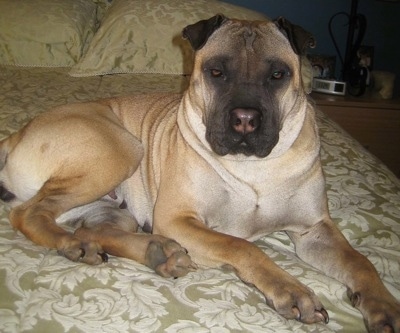 Front side view - A tan with white and black Ori Pei is laying on a human's bed looking forward. It has extra skin on its body, lack on its face and ears a tan body and a pink nose.