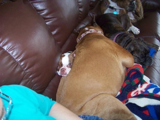 Four dogs sleeping on a leatehr couch