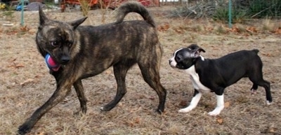 A black with white Boton Terrier with a blue and red ball in its mouth is flowing behind a black with white Pomston. The Pomston is looking back at the Boston Terrier