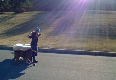 A girl in a blue hat is taking four dogs on a pack walk down a street. The dogs are tied to her hip and she has her hands up in the air showing that she is not holding the leashes. The sun is shining down with rays of purple light over their heads.