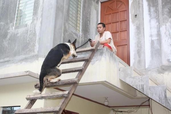 A black with white and tan Panda Shepherd is climbing up a wooden ladder to a porch where a person is kneeling in front of a brown wooden door while holding the leash.