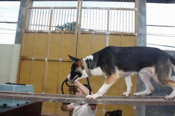 Side view - A black with white and tan Panda Shepherd dog is walking across a wooden ladder that is sideways up high in the air with a person holding its leash leading it from the ground.