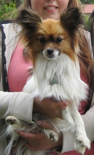 Front view - A white with red Papillon is sitting in the arms of a smiling lady who is wearing a pink shirt and white jacket looking forward.