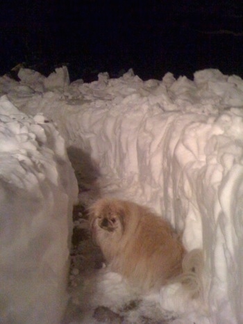 A longhaired tan Pekingese is standing in a freshly plowed pathway of deep snow at night.