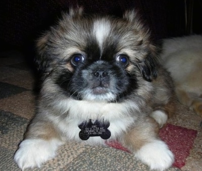 Pekingese Puppies on Spike Aka Spikester The Purebred Pekingese As A Puppy At 2 Months Old