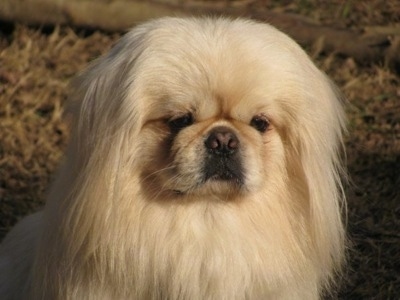 Close up head and upper body shot - A longhaired, white Pekingese is sitting in brown grass and it is looking forward.