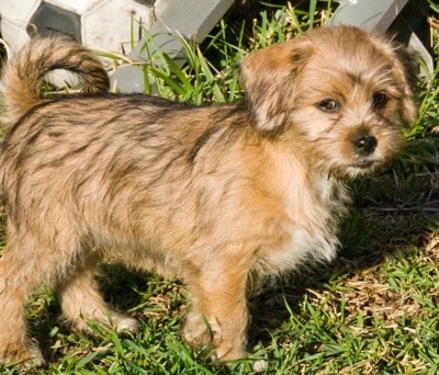 Right Profile - A medium-coated, tan with black tipped and white Pin-Tzu puppy is standing in grass and there is a gray wooden staircase behind it. Its head is turned towards the camera.