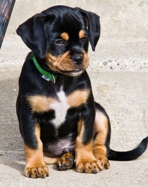 Front view - A black and tan with white Pin-Tzu puppy is wearing a green collar sitting on a sidewalk looking down and to the right.