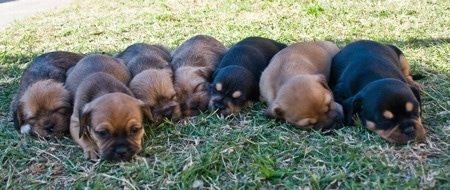 A litter of 7 Pin-Tzu puppies lined up in a row laying down in grass. Five of the pups are tan with black and two are black with a small amount of tan.