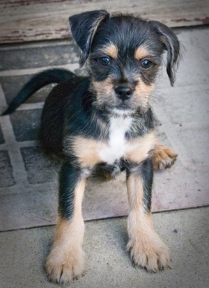 A wire-haired black with tan and white Pin-Tzu puppy is sitting on a door mat on a porch looking up towards the camera.