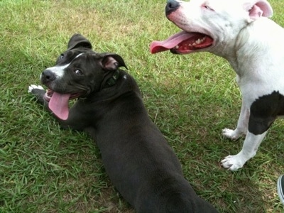 One dog laying in a yard and another standing next to it, tongues hanging out