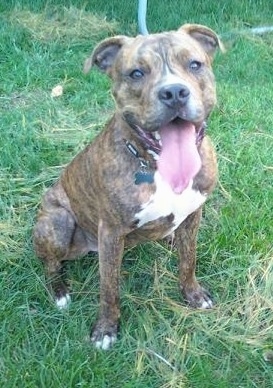 Fuck Yeah Pit Bulls Fuck Yeah Pit Bulls