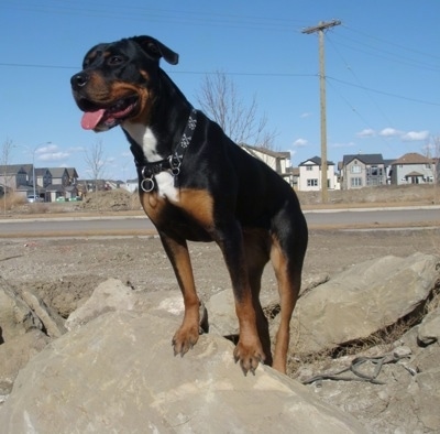 "Kira the 2 year old female Rottweiler / Pit bull mix.