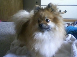 A fluffy tan with black and white Pomeranian is standing on a blanket and it is looking up and to the left.