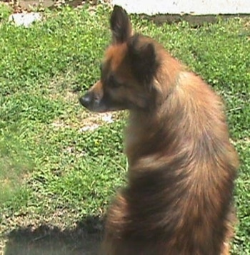 The back of a brown with black Pomeranian that is sitting in grass and looking to the left.