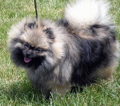 Tchoupie (pronounced Choppy), a wolf sable female Pom at 9 months old.