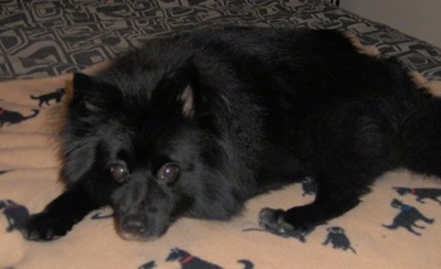 A fluffy, black Pomeranian/American Eskimo mix is laying down on a blanket with dogs printed all over it. The blanket and the dog are on top of a bed.