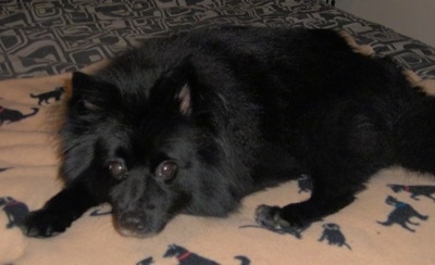 Close up side view - A black Pomimo dog is laying down on a tan blanket that has black dog pictures on it looking forward.