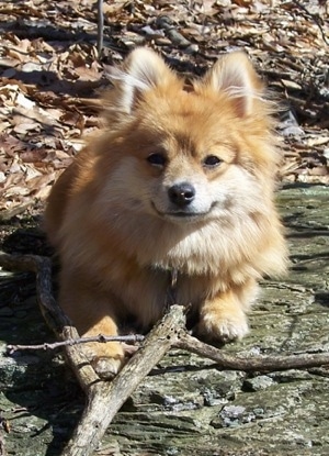 Close up - An apricot Pomimo is laying on a rock surface and there are two sticks in front of it. The dog is looking forward. It has a foxy looking face.