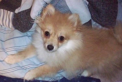 Close up side view - A tan with white Pomimo puppy is laying across a blue and white blanket and it is looking up.