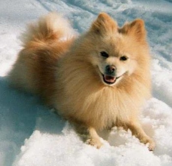 Dog Pomeranian Mix