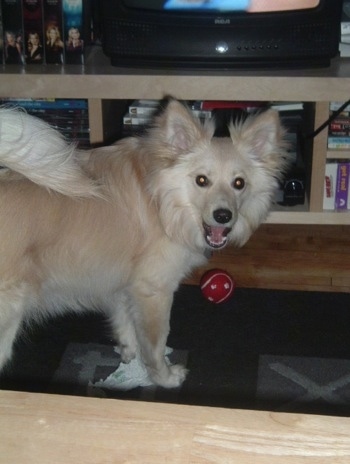 The right side of a tan Pomimo is standing on a rug and it is looking forward. Its mouth is open and it looks like it is smiling. There is a red ball to the left of it.