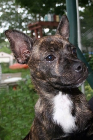 Close up head shot - A perk-eared, brindle with white Pomston dog is sitting on a porch with the view of the green yard behind it.