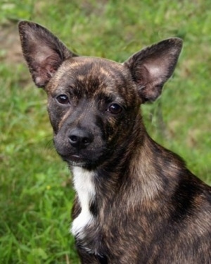 Close up head shot left profile - A perk-eared, short-haired, brindle with white Pomston is sitting in grass and it is looking forward.