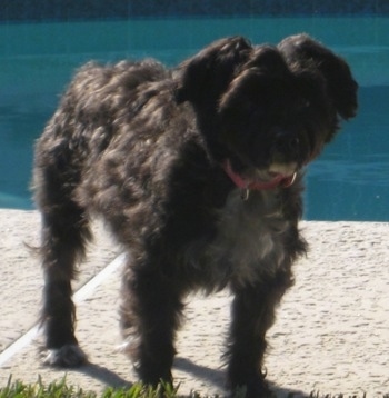 Front side view - A wavy-coated, black with white Poolky dog is standing on a walkway next to a swimming pool looking forward.